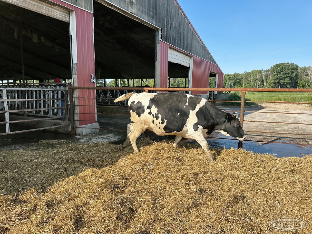 (7 Head) Holstein Dairy Heifers